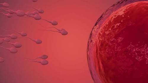 Fertilization, 3d rendering sperm fertilize with ovum