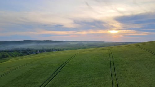Green Agricultural Field with Growing Crops in Summer Season Farming and Agriculture Industry
