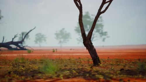 A Solitary Tree Standing in an Open Field