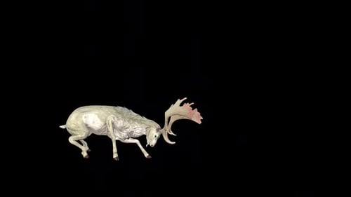 White Deer Attack Idle 3