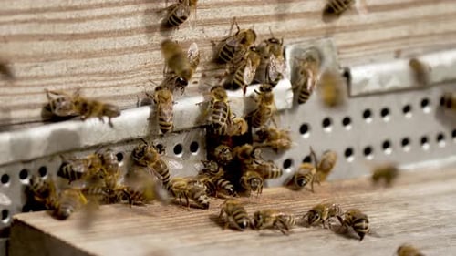 Bees Swarming a Wooden Hive Entrance