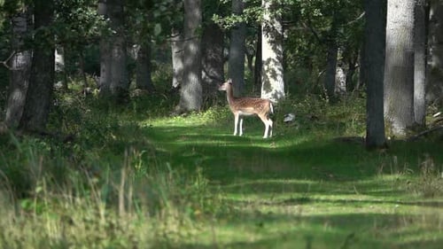 Deer in the forest, sweden