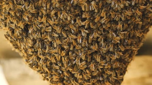 A Hive of Wild Bees Have Attached Themselves to the Barn