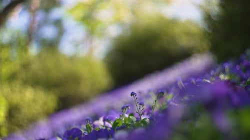 Beautiful field of pink,violet flowers in spring, in italy. It is shot with a wide opened aperture,