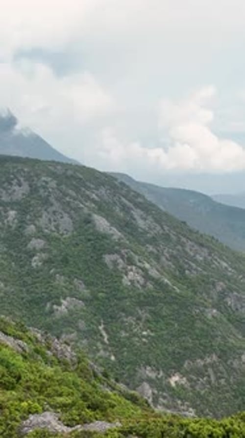 Vertical Video Aerial Encounter with MoistureKissed Green Paradise AfterRain Serenity