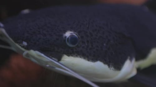 Redtail catfish (Pirarara) fish closeup and PAN showing body long shot