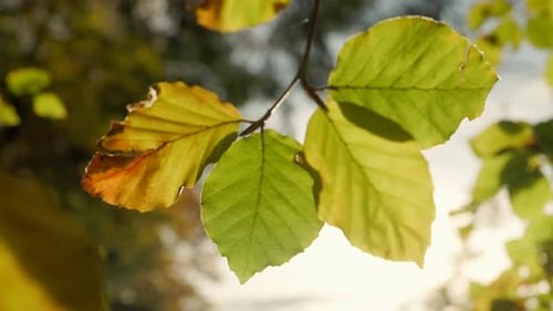 Green Leaves on Tree Branch in Sunlight
