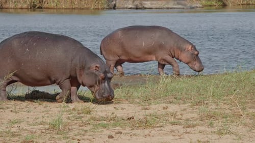 Resting Hippo in Shallow Waters of Kruger National Park Tranquil Wildlife Moment