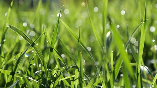 Nahaufnahme von grünem Gras, das im Sommer im Wind weht.