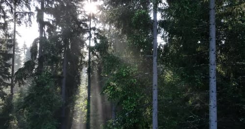 Aerial View of Mystical Forest Woodland Sunrise in the Misty Forest Fog