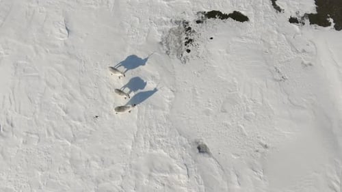 Arctic Reindeer grazing in the frozen landscape of the Arctic circle