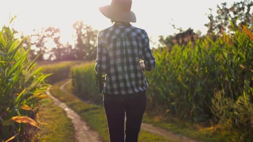 Female Farmer with Plastic Harvest Box Explores Corn Stems While Going at Field Adult Beautiful