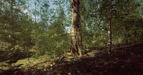 Sunlight Filters Through Trees in a Vibrant Forest During Midday