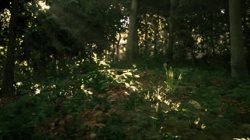 Sunlight Illuminating a Forest Pathway Surrounded By Lush Greenery