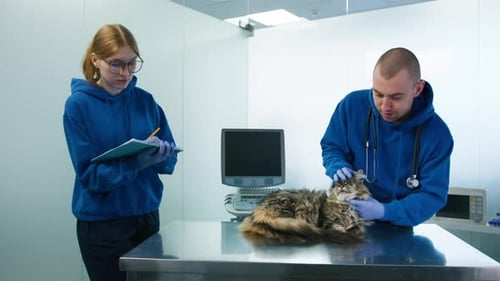 Two Veterinarians Checking Maine Coon Cat Health Modern Veterinary Clinic