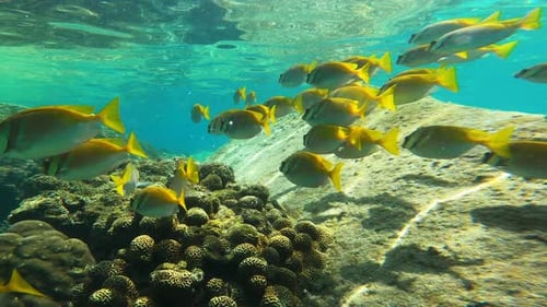 School of beautiful yellow fish under water, snorkeling in Koh Tao Thailand