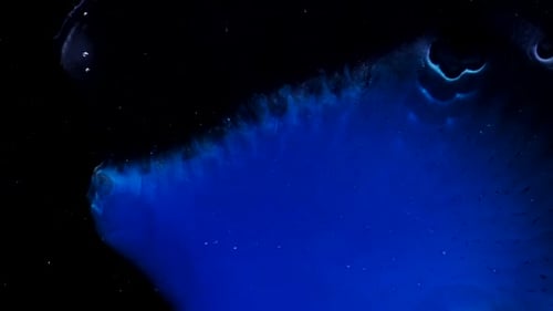 Une méduse provenant des abysses génère sa propre lumière bleue et se dilate de façon inquiétante : un abdos entièrement naturel