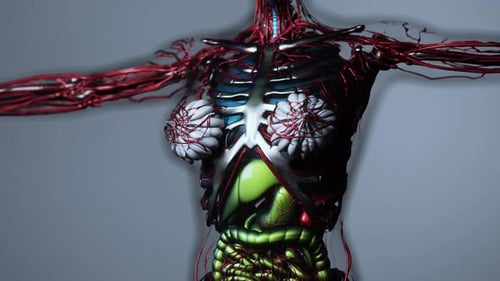 3D Medical Animation of Human Torso, Organs, and Circulatory System