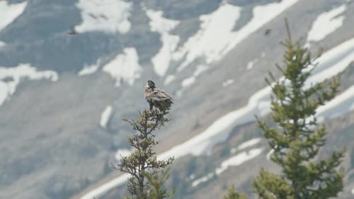 Majestic Bird Perched atop Coniferous Tree in Wilderness