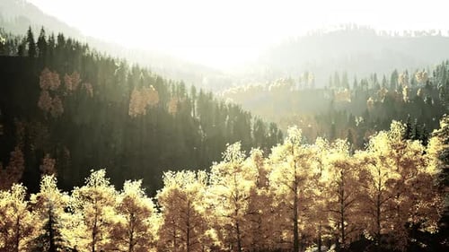 Mountain Sunset A Dense and Majestic Forest with Towering Trees