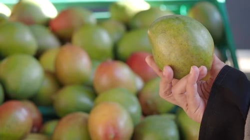 Discovering Fresh Mangos at a Local Market in Sunny California