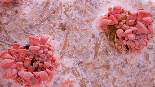 Time Lapse de cultivo de hongos ostra rosada