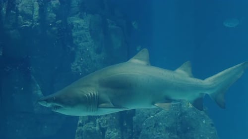 Closeup on White Shark Swimming in Blue Water of Giant Aquarium
