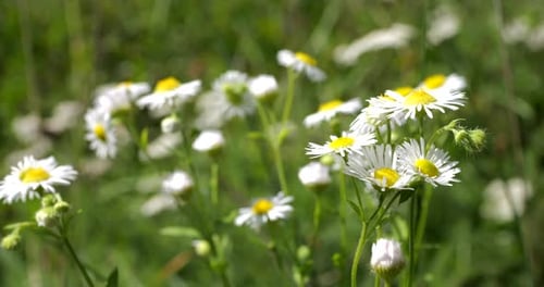 Chamomile flowers on a summer field.