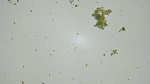 Unicellular organisms and algae under microscope magnification freshwater sample