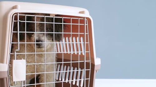 Dog Inside of Pet Carrier in Home