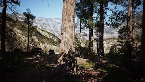 Scale of the Giant Sequoias of Sequoia National Park