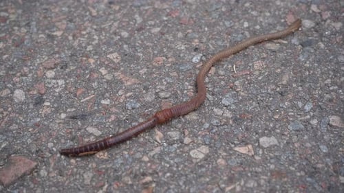 Der Regenwurm kriecht