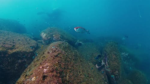 Diving in Brazil Fish and Two Scuba Divers Swim Underwater Over the Rocky Bottom Xavier Island Near