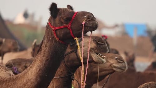 Camels in slow motion at the Pushkar Fair, also called the Pushkar Camel Fair or locally as Kartik