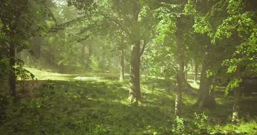 Sunlight Filters Through Lush Trees in a Serene Forest Landscape
