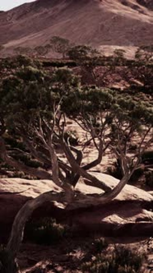 Small Tree Growing in Nevada Desert