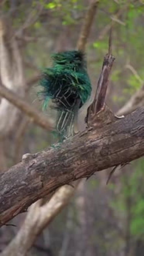 Close-Up of Peacock Tail Feathers in Detail