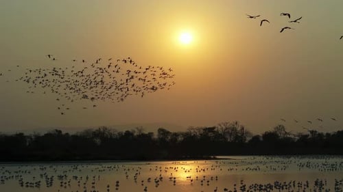 Luftaufnahme eines großen Schwarms von Flamingovögeln, die sich bei Sonnenuntergang versammeln und einen faszinierenden Kontrast bilden