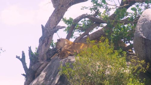 Lioness with cubs getting up on a rocky outcrop with sparse vegetation,