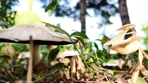Forest floor with a white fungus in the foreground