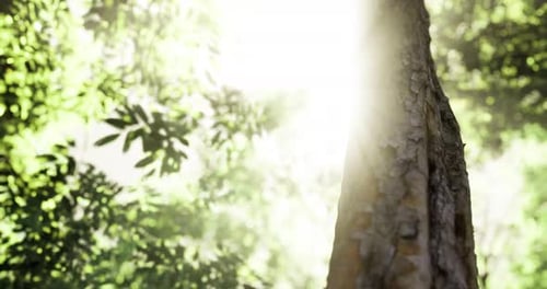 La lumière du soleil filtre à travers le feuillage d'une forêt vibrante tôt le matin