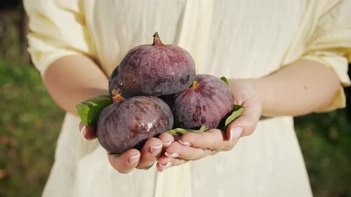 Bäuerin hält reife Feigenfrüchte in den Händen Bio-Ernte und gesundes Essen