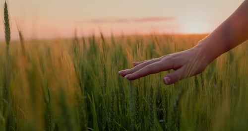 Woman's Hand Gliding Over Wheat at Sunset