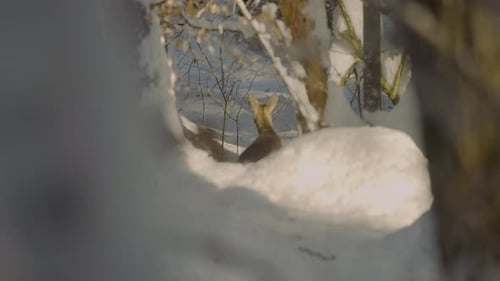 Closeup of a wild deer at winter in nature covered in snow captured in 4k in slow motion at morning
