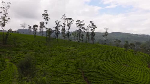 Tea Plantation on Top of Mountain