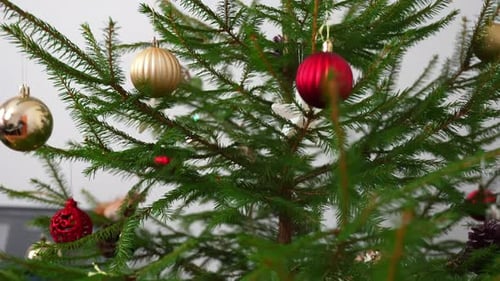 Real spruce Christmas tree with red and gold baubles hanging on green branches in a cozy living