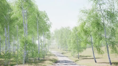 Birch Forest in Sunlight in the Morning