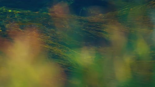 Algae is Flowing Smoothly in Crystal Clear Water