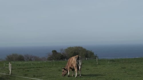 Green Pastures by the Sea: Cow Grazing in Asturias' Picturesque Countryside