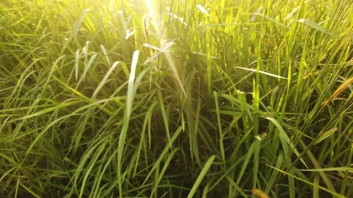 Lush Green Grass in the Sunlight